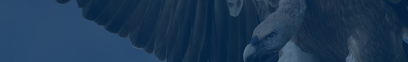 Hy&ouml;kk&auml;&auml;v&auml; kotka